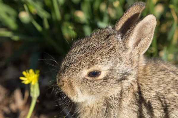 Cute Baby Cottontail Rabbit — Stock Photo, Image