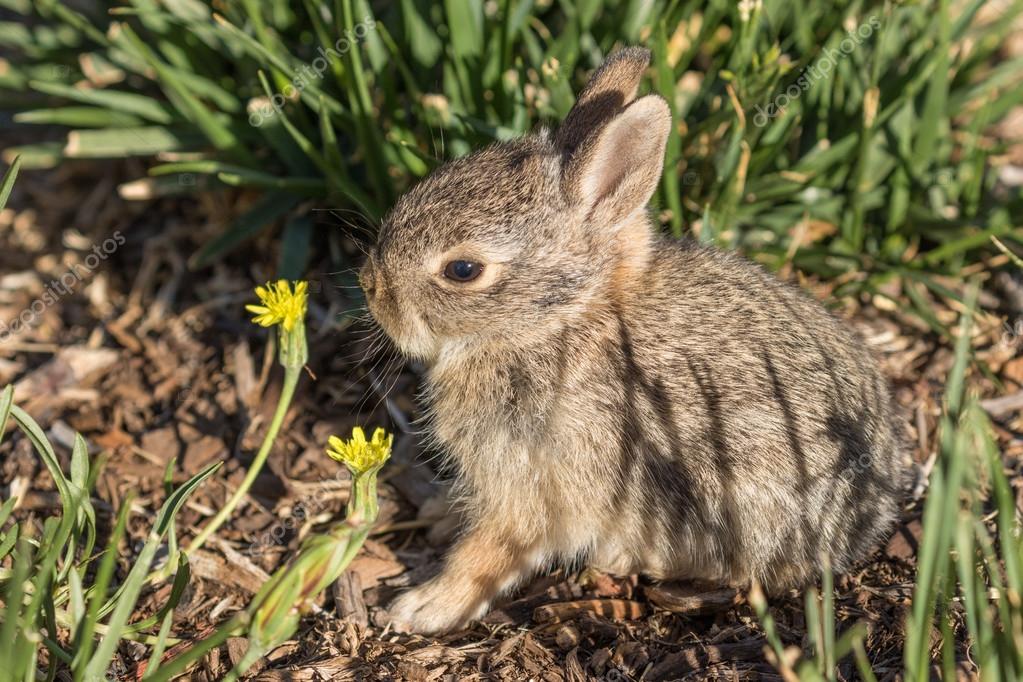 Mignon Bebe Lapin En Coton Image Libre De Droit Par Twildlife C