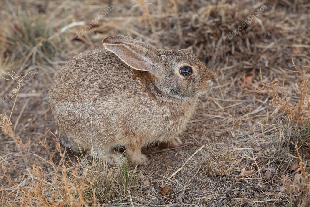 Cute Baby Cottontail Rabbit Stock Photo by ©twildlife 114247372