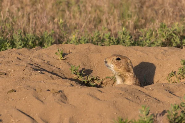 Chien de prairie à Burrow — Photo