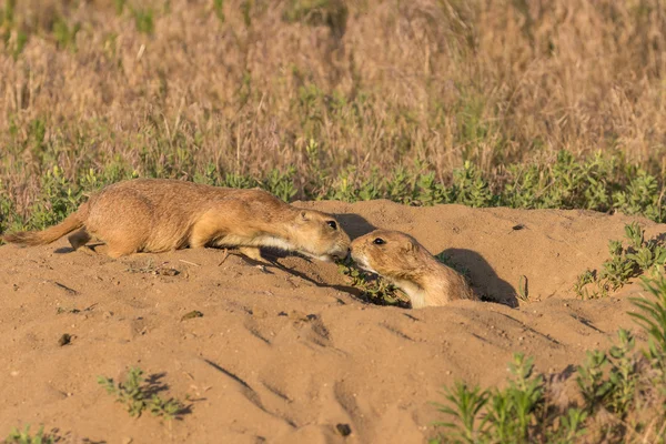 Cani della prateria baciare — Foto Stock