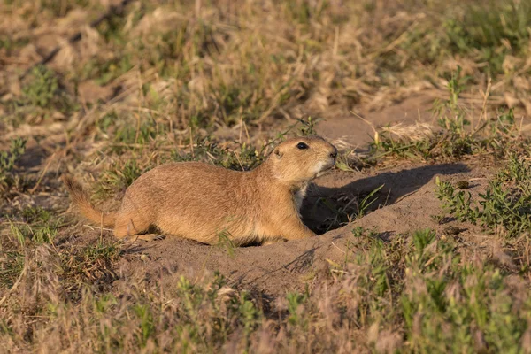 Perro de la pradera en Burrow — Foto de Stock