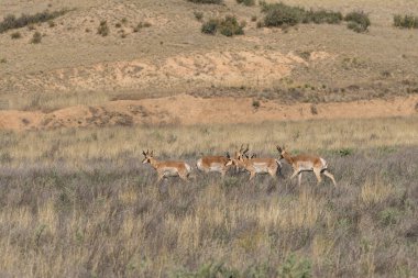 pronghorn antilop dolar