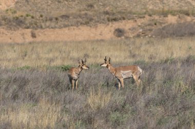 pronghorn antilop dolar
