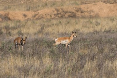 pronghorn antilop dolar