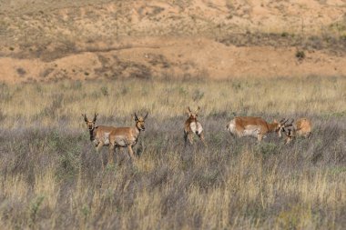 pronghorn antilop dolar