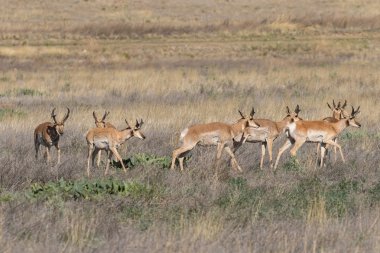 pronghorn antilop dolar