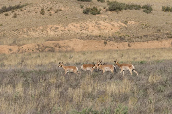Pronghorn antielope bucks — Photo