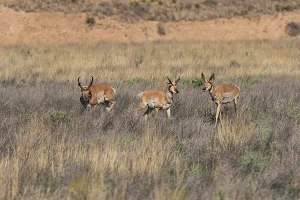 Villásszarvú antilop antilop bucks — Stock Fotó