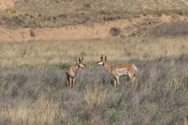 Pronghorn antilope bucks — Foto Stock