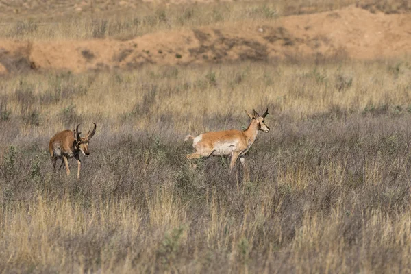 Αντιλόπες Pronghorn δολάρια — Φωτογραφία Αρχείου