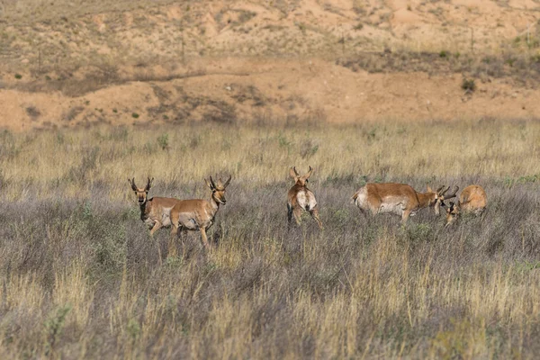 Pronghorn antilope bucks — Foto Stock