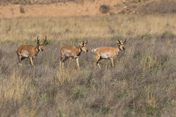 Pronghorn antilope bucks — Foto Stock