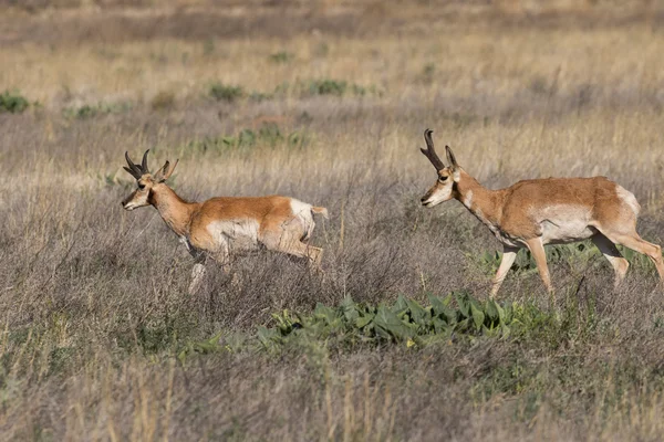 Gaffelbok antelope dollar — Stockfoto