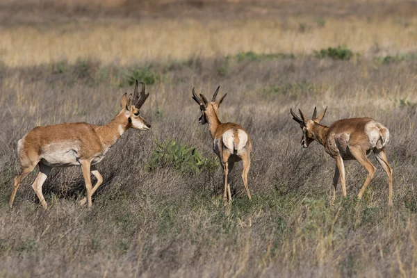 Αντιλόπες Pronghorn δολάρια — Φωτογραφία Αρχείου