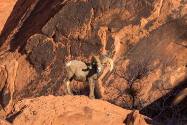 çöl bighorn koyun ram