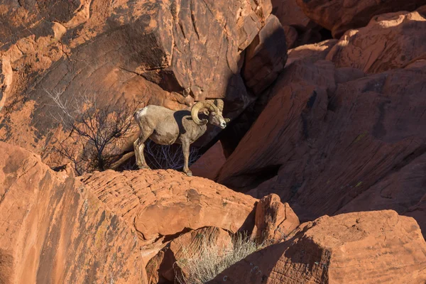 Baran owiec bighorn pustyni — Zdjęcie stockowe
