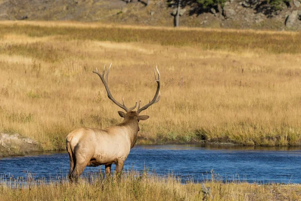 Bull elk During the Fall Rut — Stock Photo, Image