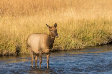 İnek Elk River