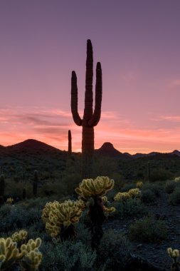 Arizona çölde günbatımı