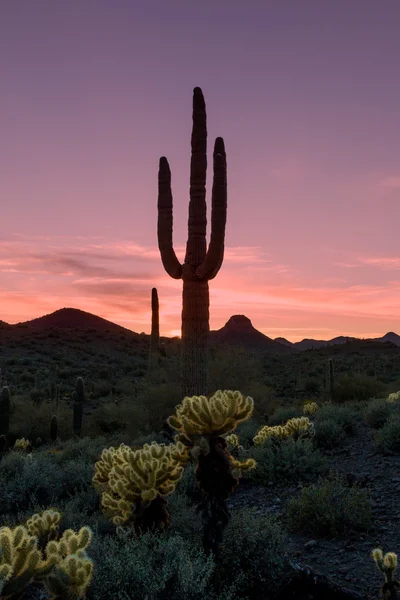 アリゾナ州の砂漠のサンセット — ストック写真
