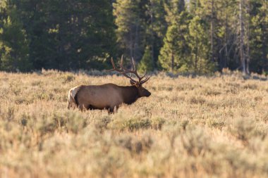 Bull Elk in Fall Rut clipart