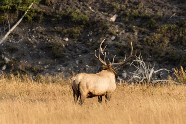 Bull Elk in Fall Rut — Stock Photo, Image