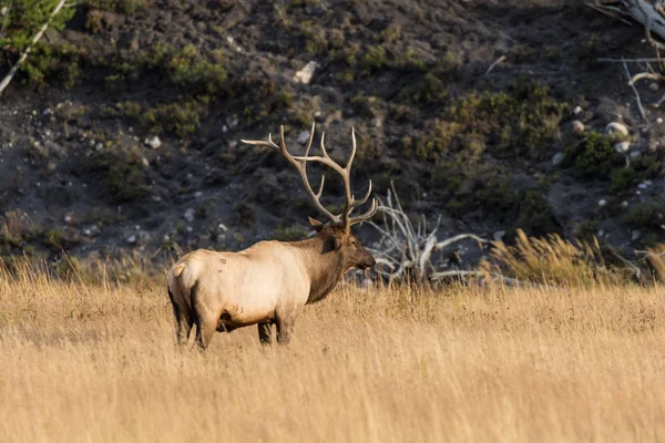 Bull losů v pádu Rut — Stock fotografie