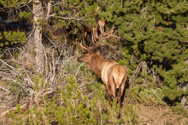 फॉल रूट में बुल एल्क — स्टॉक फ़ोटो, इमेज