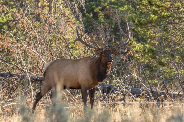 Bull Elk in Fall Rut — Stock Photo, Image