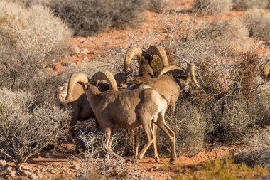 Bighorn koyun rams Nevada'da çöl