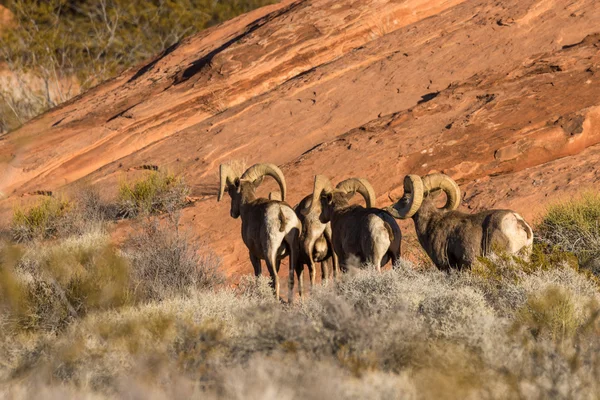 Desert Bighorn Sheep Rams in Nevada — Stock Photo, Image