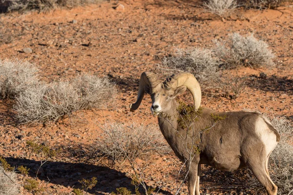 Desierto Bighorn carnero en Nevada —  Fotos de Stock