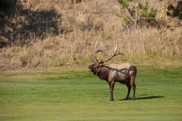 Bulle Elch in Rut — Stockfoto