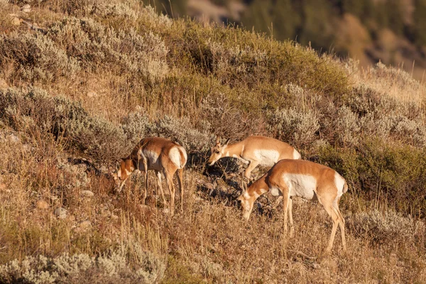 Gaffelbok antelope doe en jongen — Stockfoto