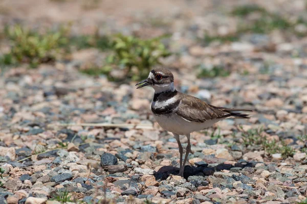 A Cute Killdeer on Gravel — Stock Photo, Image