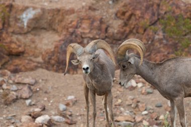 çöl bighorn koyun rams