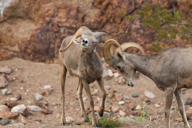 çöl bighorn koyun rams