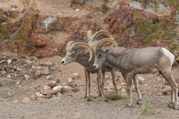 Desierto Bighorn carneros de ovejas —  Fotos de Stock