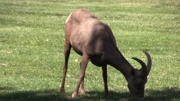 Öknen Bighorn Sheep Ewe — Stockvideo