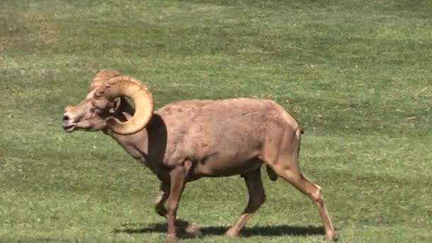 Desert Bighorn Sheep Ram — Stock Video