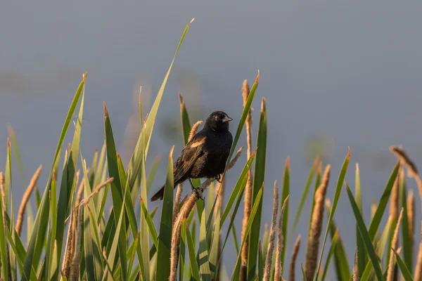 Rode gevleugelde blackbird — Stockfoto