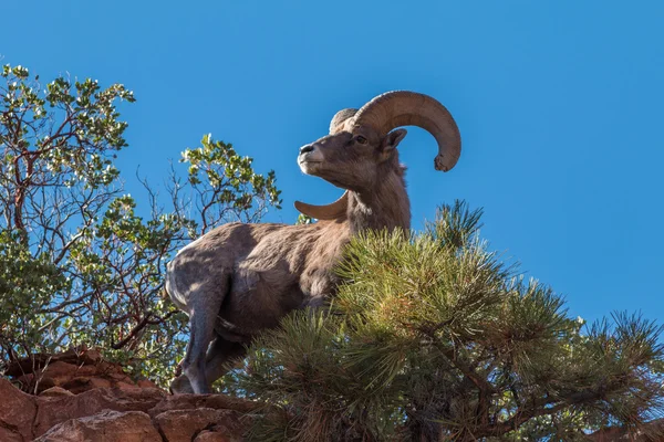 Desert Bighorn Sheep Ram