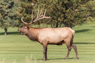 Bull Elk in the Rut clipart