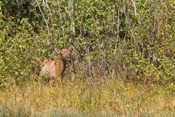 Sevimli geyik buzağı