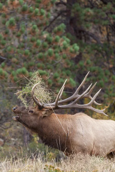 Toro Elk Bugling —  Fotos de Stock