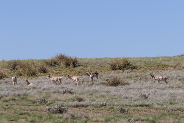 Pronghorn antilop kır