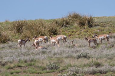 Pronghorn antilop kır