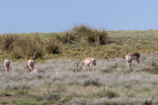 Gaffelbok Antelope op de Prairie — Stockfoto