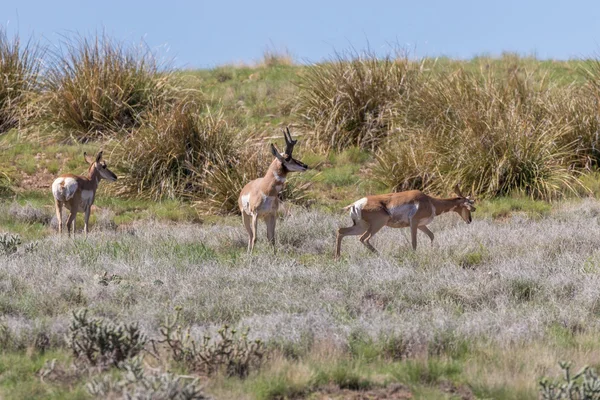 Αντιλόπες Pronghorn στο Λιβάδι — Φωτογραφία Αρχείου